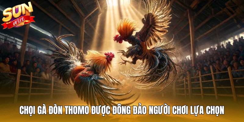 Chọi gà đòn Thomo được đông đảo người chơi yêu thích & lựa chọn