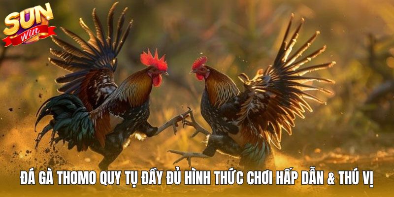 Đá gà Thomo quy tụ đầy đủ hình thức chơi hấp dẫn & thú vị