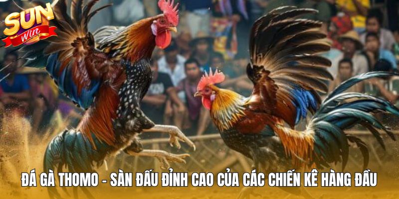 Đá Gà Thomo – Sàn Đấu Đỉnh Cao Của Các Chiến Kê Hàng Đầu